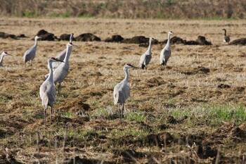 A group of sandhill cranes walking along a grassy marsh area.