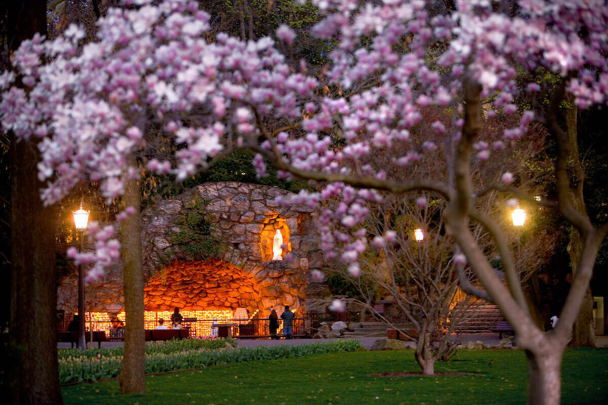 The Grotto on Campus in the spring, with magnolia flowers in bloom and candles illuminated