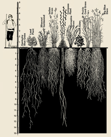 black and white graphic comparing deep root systems of various native prairie grasses to shallow turfgrass root system. A person is standing next to grasses for comparison of height, with a ruler marking how tall the person, plants, and roots are. 