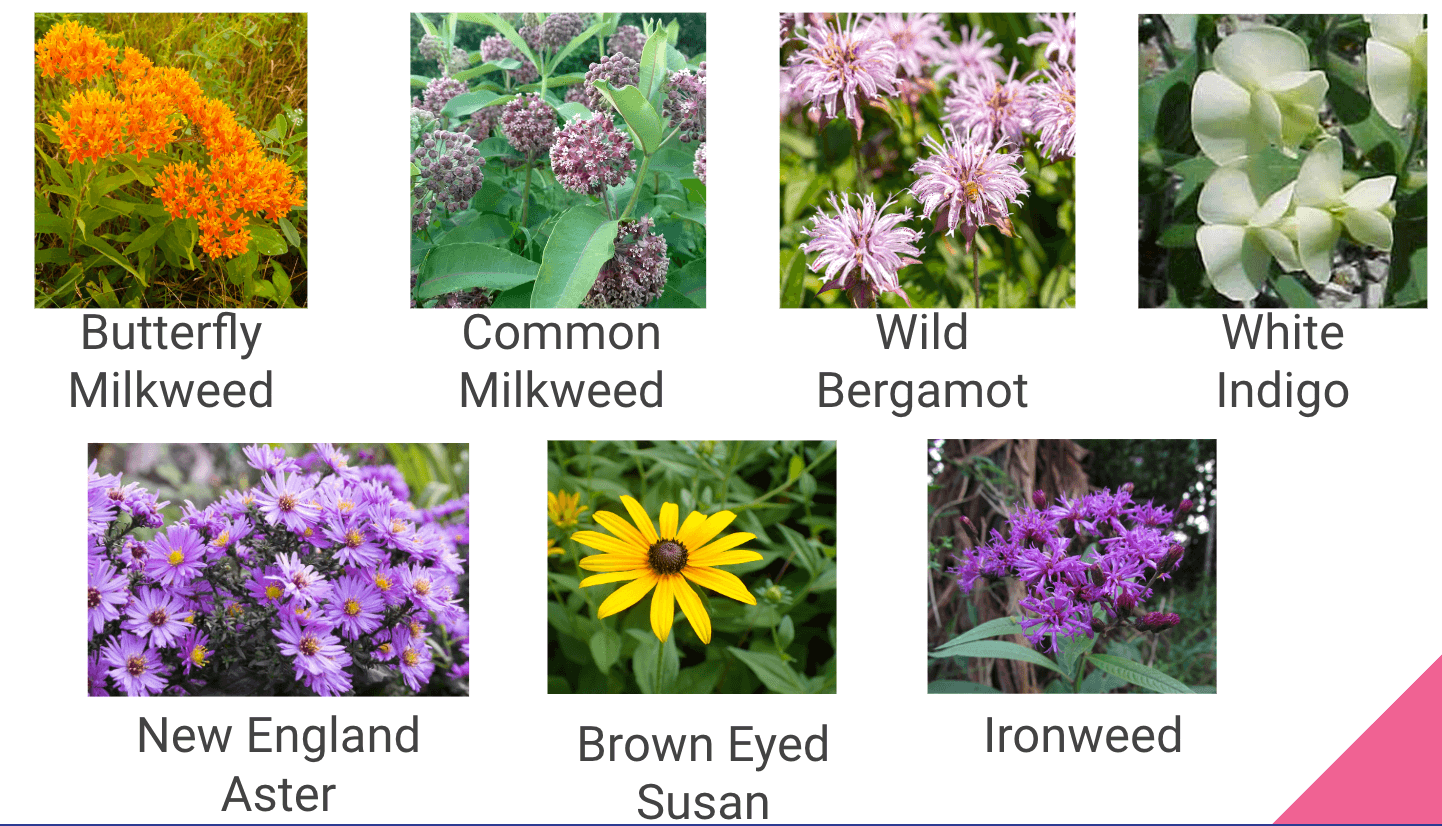 Collage of native Indiana pollinator-friendly plants, including: butterfly milkweed, common milkweed, wild bergamot, white indigo, new engald aster, brown eyed susan, and ironweed.