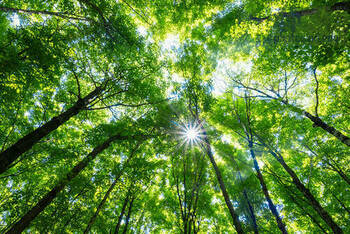 Camera shot of looking up at a lush green tree canopy of sugar maples with sunlight coming through.