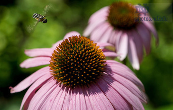 close up shot of purple echinacea flowers with bee flying over