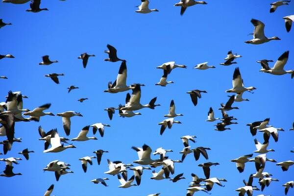 large flock of geese flying together against a bright blue sky.