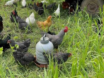 A flock of chickens, including a barred rock rooster, several barred rock hens, and a buff Orpington hen, peck at the grass around a large plastic waterer. A vehicle tire is partially visible in the background.