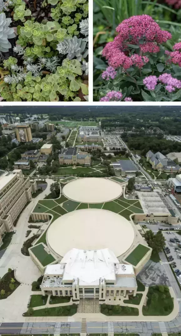 Green succulents and pink sedum flowers, part of the variety blooming on Notre Dame green roofs. Aerial of green roof on the Joyce Center.