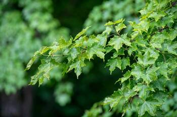 Green maple leaves on a branch, covered in small raindrops, with a blurry green background.