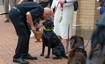 Priest in black interacts with a black Labrador wearing a neon green collar.